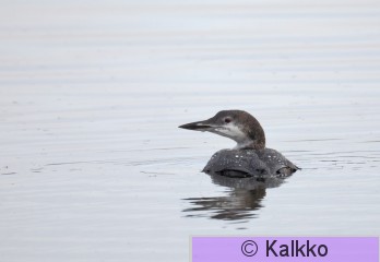 amerikanjääkuikka 016.jpg