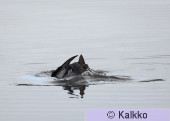 amerikanjääkuikka 018.jpg