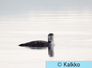 amerikanjääkuikka 036.jpg