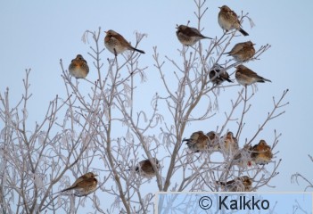 räkättirastas 104.jpg