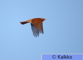 räkättirastas 128.jpg