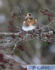 räkättirastas 323.jpg