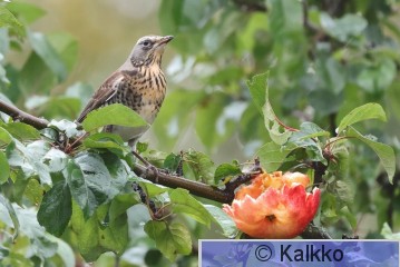 räkättirastas 339.jpg