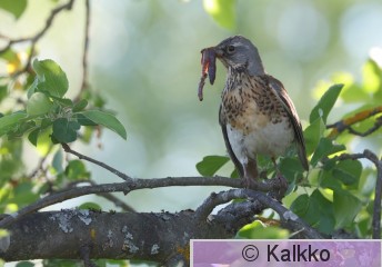 räkättirastas 343.jpg