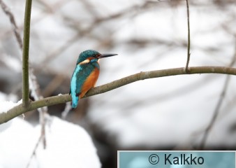 kuningaskalastaja 100.jpg