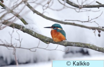 kuningaskalastaja 105.jpg