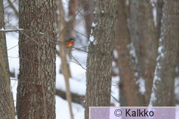 kuningaskalastaja 114.jpg