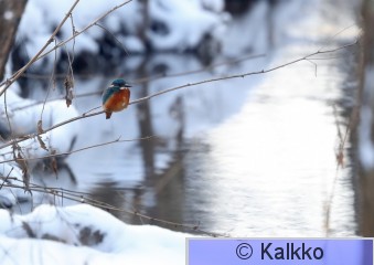 kuningaskalastaja 133.jpg