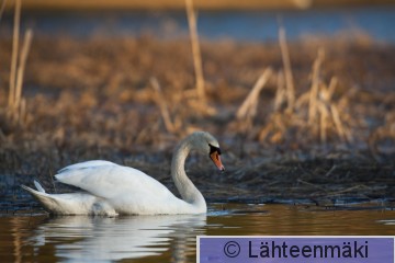 Kyhmyjoutsen koiras2 6.5.2011_Reijo Lähteenmäki.jpg