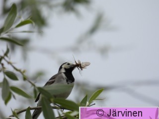 2024 Västäräkki.JPG