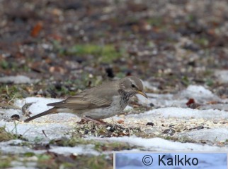 mustakaularastas 023.jpg