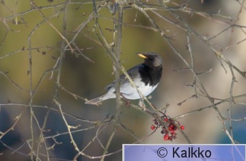 mustakaularastas 035.jpg