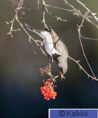 mustakaularastas 057.jpg