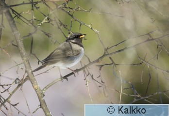 mustakaularastas 074.jpg