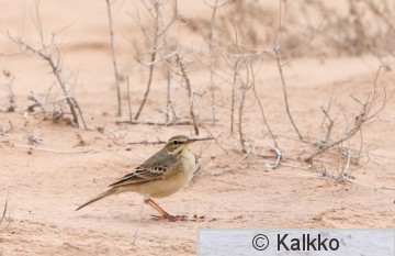 nummikirvinen 043.jpg