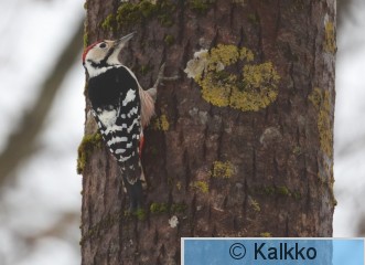 valkoselkätikka 351.jpg