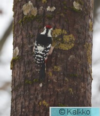 valkoselkätikka 355.jpg