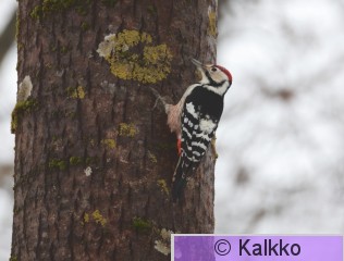 valkoselkätikka 361.jpg