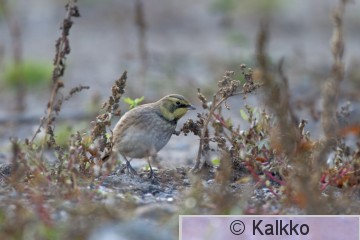 tunturikiuru 173.jpg