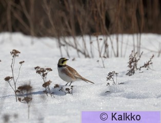 tunturikiuru 190.jpg