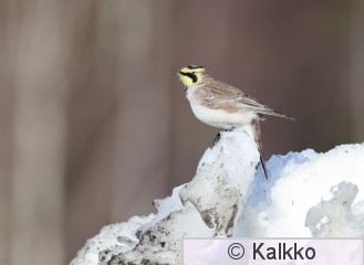 tunturikiuru 195.jpg