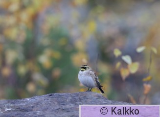 tunturikiuru 210.jpg