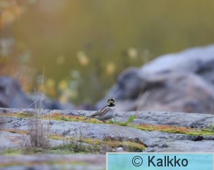 tunturikiuru 214.jpg