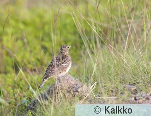 tunturikiuru 071.jpg