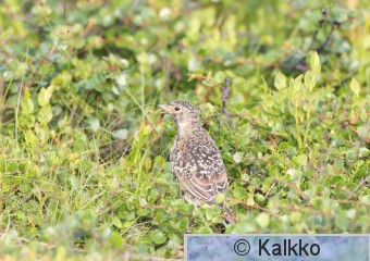 tunturikiuru 077.jpg