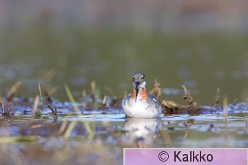 vesipääsky 003.jpg