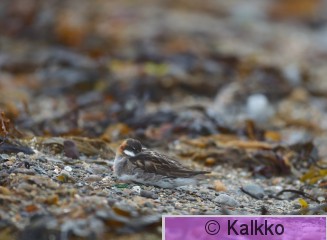 vesipääsky 038.jpg