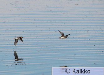 vesipääsky 046.jpg