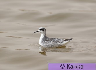 vesipääsky 064.jpg