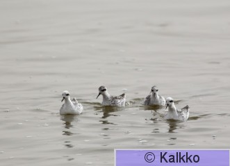 vesipääsky 074.jpg