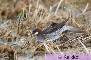 vesipääsky 087.jpg