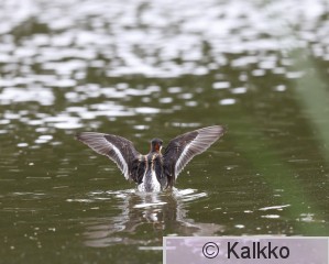 vesipääsky 104.jpg