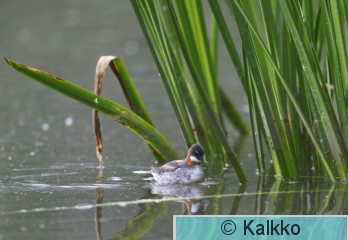 vesipääsky 107.jpg