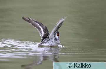 vesipääsky 124.jpg