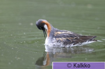 vesipääsky 127.jpg