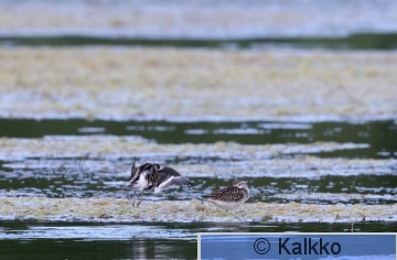 vesipääsky 142.jpg