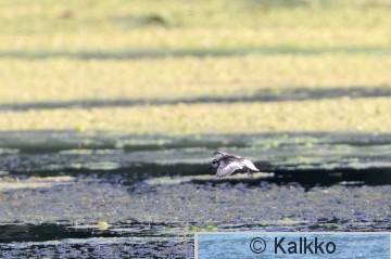 vesipääsky 149.jpg