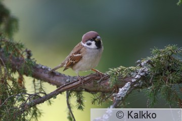 pikkuvarpunen 103.jpg