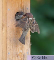 pikkuvarpunen 147.jpg