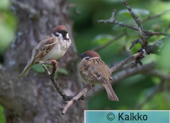 pikkuvarpunen 192.jpg