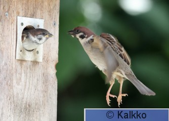 pikkuvarpunen 196.jpg