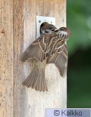 pikkuvarpunen 198.jpg