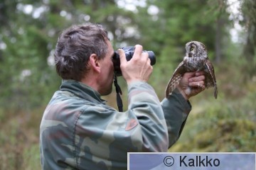 helmipöllö 010.jpg