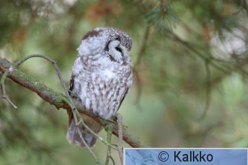 helmipöllö 118.jpg