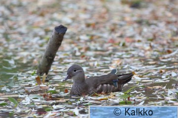 mandariinisorsa 009.jpg