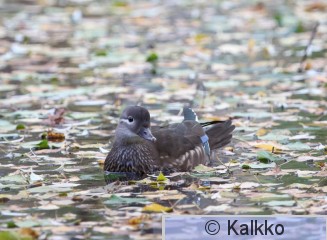 mandariinisorsa 014.jpg